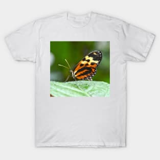 Orange and Yellow Butterfly T-Shirt